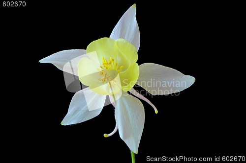 Image of Aquilegia