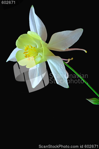 Image of Aquilegia