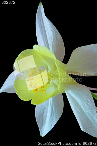 Image of Aquilegia