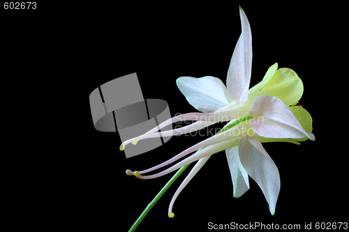 Image of Aquilegia