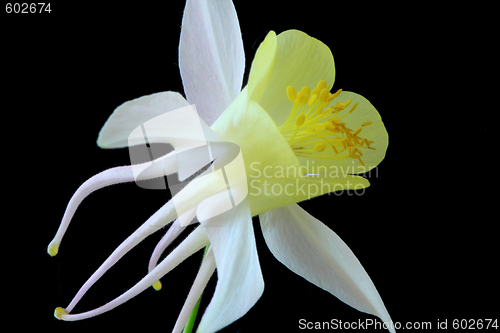 Image of Aquilegia