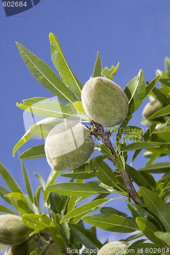 Image of Almond