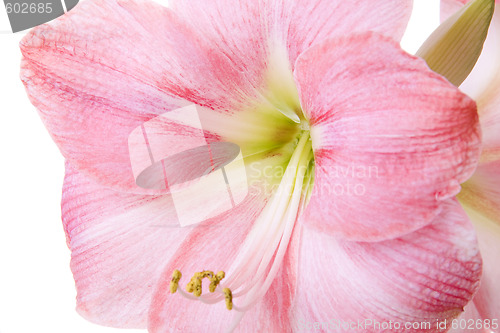 Image of Pink Flower