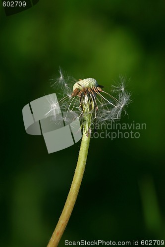 Image of Dandelion