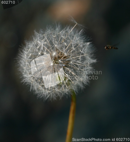 Image of Dandelion