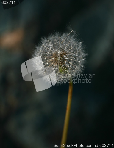 Image of Dandelion