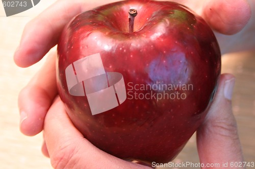 Image of Hand holding ripe apple