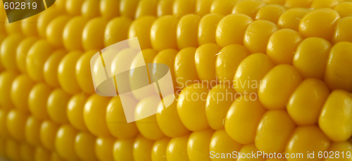 Image of Fresh Corn 3