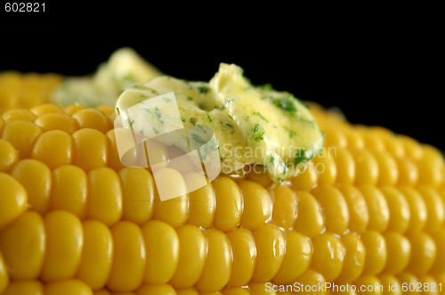 Image of Fresh Corn 5