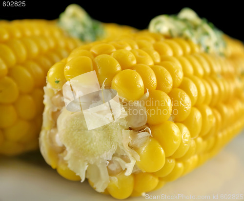 Image of Fresh Corn 7