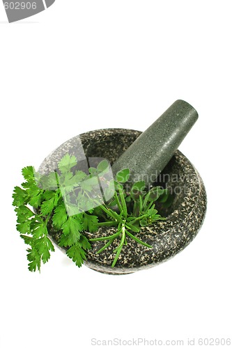 Image of Mortar And Pestle with Fresh Herbs