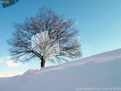 Image of Alone tree on hill
