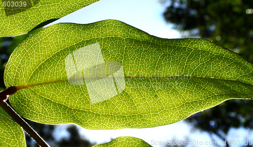 Image of Rainforest Background 1