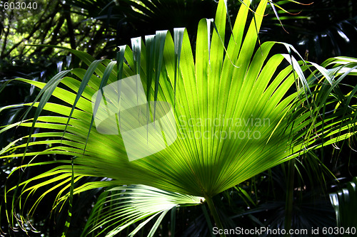 Image of Rainforest Background 3