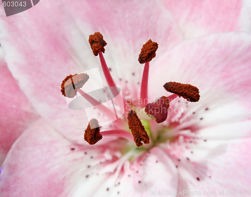 Image of Pink Lily 2