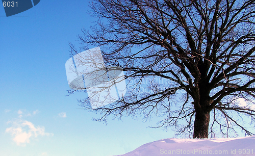 Image of Tree in winter