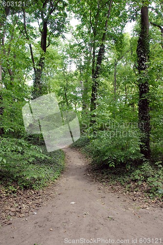 Image of Forest path