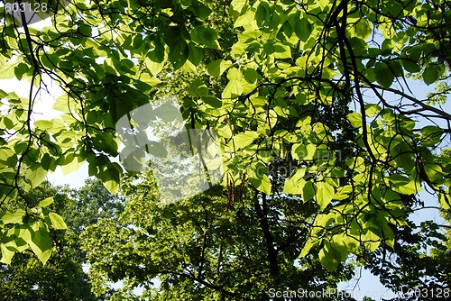 Image of Sunny leaves background