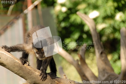 Image of Monkey on tree