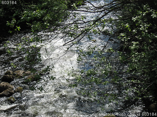 Image of Running water under a tree