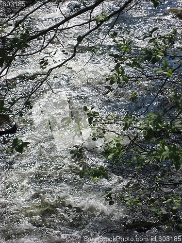 Image of Stirred up water, under a tree