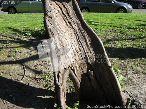 Image of Old part of a tree