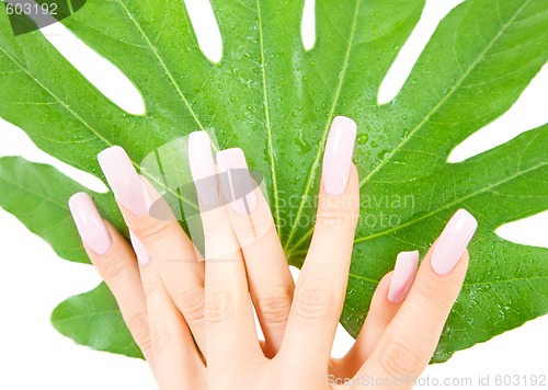 Image of female hands with green leaf