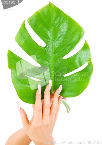 Image of female hands with green leaf