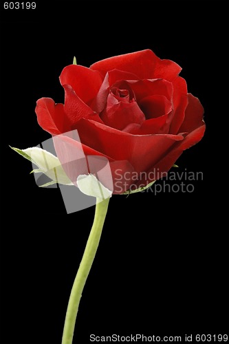 Image of Red rose