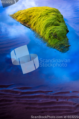 Image of flying seaweed