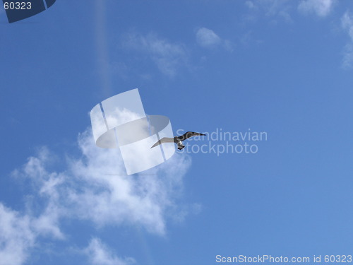 Image of Bird in the sky