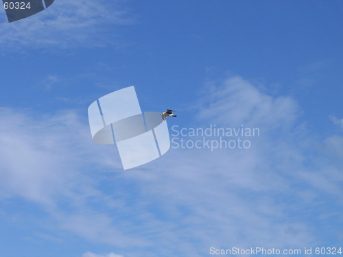 Image of Bird in the sky