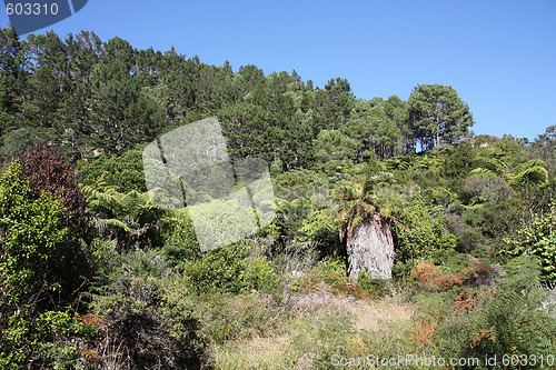 Image of New Zealand bush