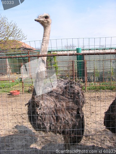 Image of Ostrich