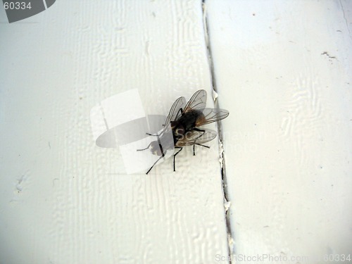 Image of Flys