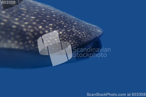 Image of Whaleshark