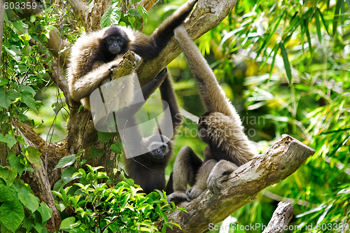 Image of Gibbon monkeys