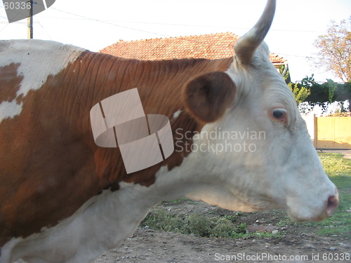 Image of Cow