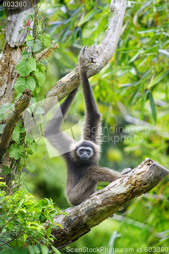 Image of Gibbon monkey 