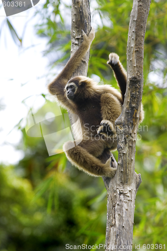 Image of Gibbon monkey 