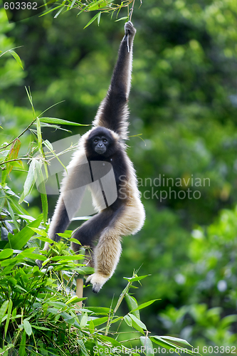 Image of Gibbon monkey 