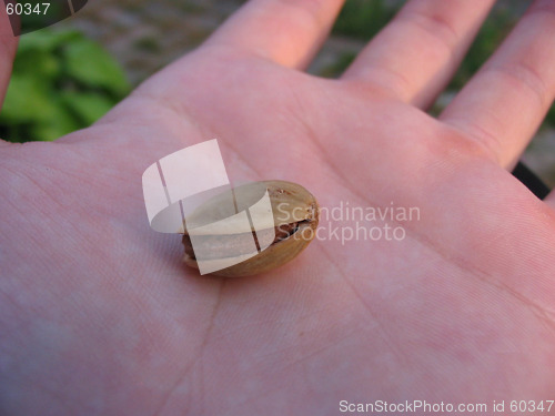 Image of Pistacia