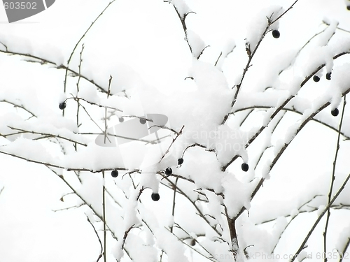 Image of berries under snow