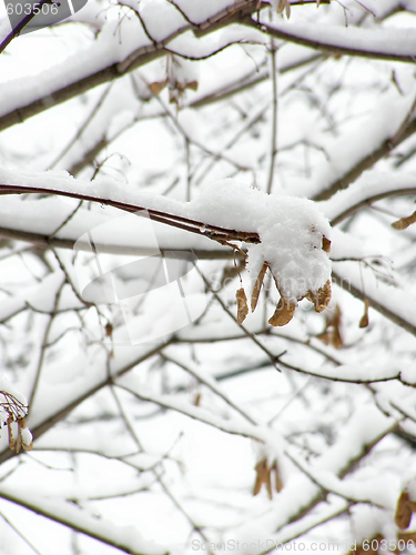 Image of maple in snow