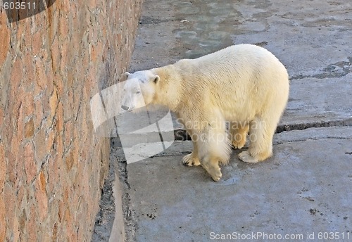 Image of arctic bear