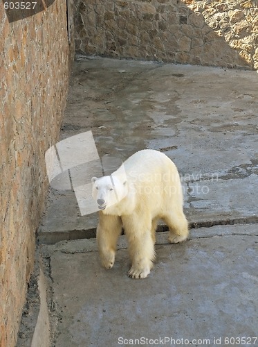 Image of arctic bear