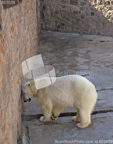 Image of arctic bear