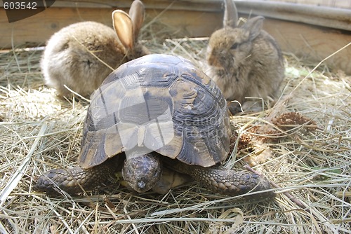 Image of terrapin and two rabbits