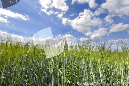 Image of Corn field