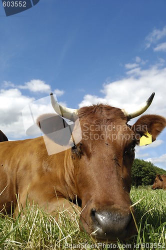 Image of Cow face